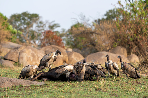 a group of vultures eats the remains of a carcass in Seronera, Mara Region, Tanzania