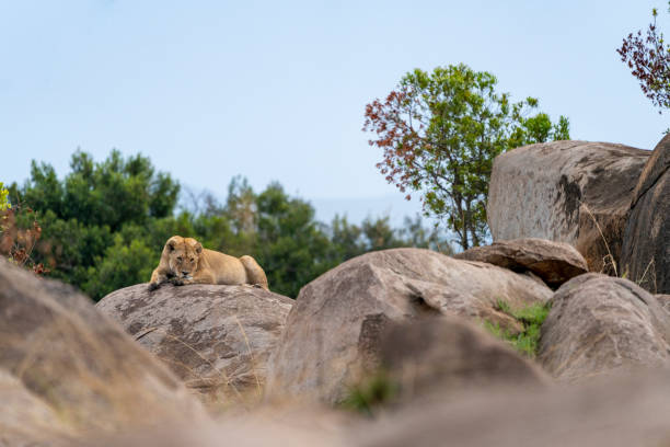 istock a lioness is resting on a large rock 1299866559