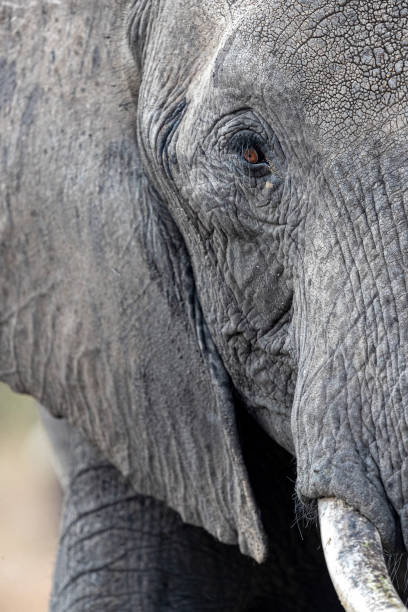 istock close up of an elephant 1299866575