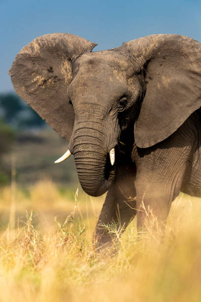 istock close up view of an elephant grazing 1299866582