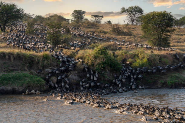 istock a group of wildebeest crosses a river during the annual migration 1299866587