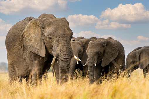an elephant family walks in the African plains in Seronera, Mara Region, Tanzania