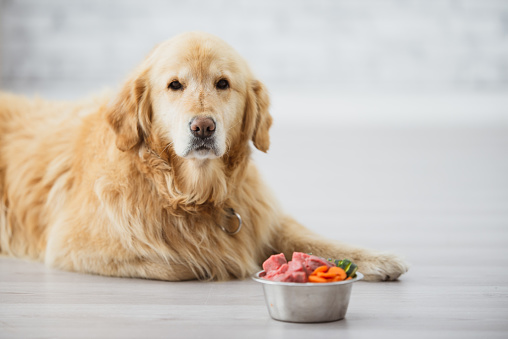 A super cute golden retriever dog is sitting in front of a bowl of dog food.