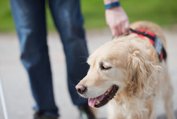 istock Seeing eye dog at your service 1299867083