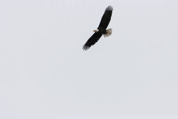istock Bald Eagles in Eleven Mile Canyon 1299867374