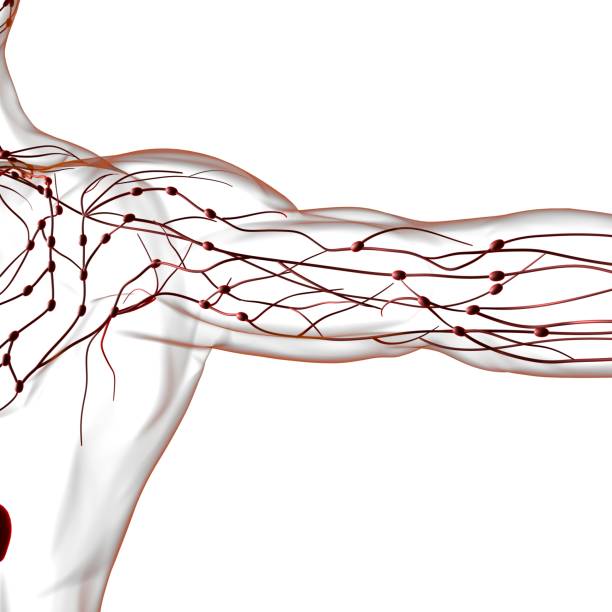 istock Human Lymph Nodes Anatomy For Medical Concept 3D Rendering 1299868204