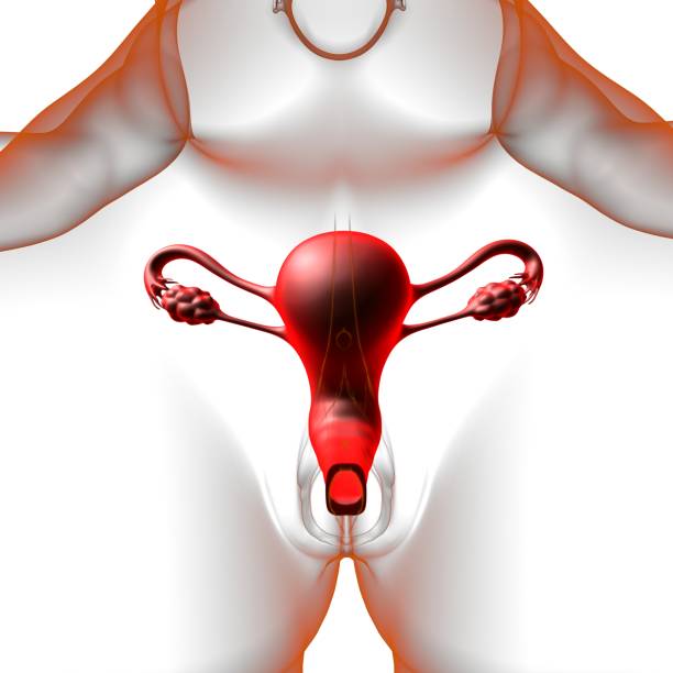 istock Female Reproductive System Anatomy For Medical Concept 3D 1299868285