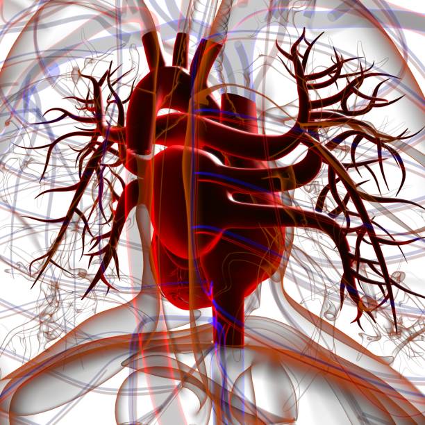 istock Human Heart Anatomy For Medical Concept 3D Rendering 1299868491