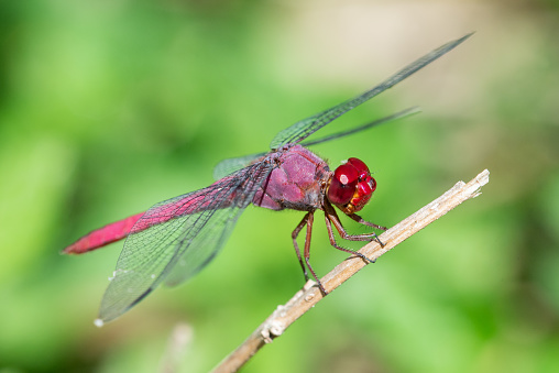 A Carmine Skimmer dragonfly perched on a branch at the National Butterfly Center.