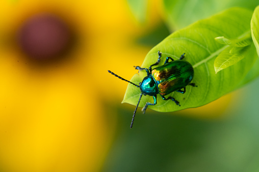 A Dogbane Beetle on a leaf above a Black-eyed Susan wildflower.