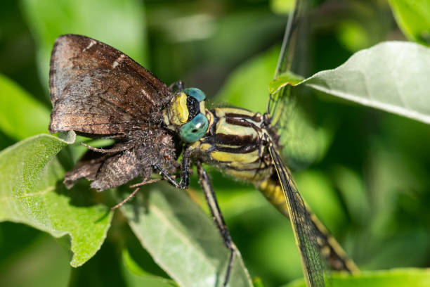 istock Midland Clubtail 1299870727