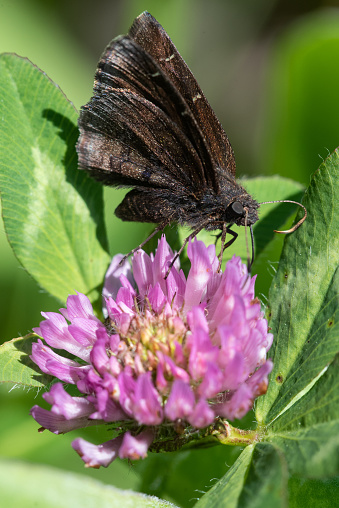 A Northern Cloudywing butterfly feeding from clover in Wisconsin.