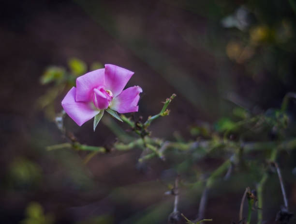 istock Pink Rose Blooming on a Bush in a Garden 1299871028