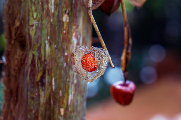 Chinese lantern plant in the forest.