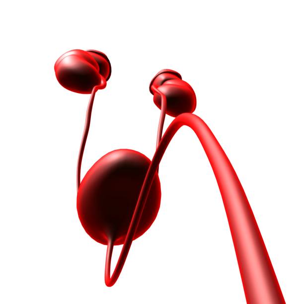 istock Human Urinary System Kidneys with Bladder Anatomy For Medical Concept 3D Rendering 1299876667