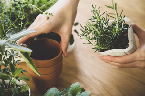 istock Gardening, replanting indoor herbs. 1299877555