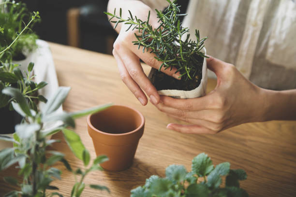 istock Gardening, replanting indoor herbs. 1299877562