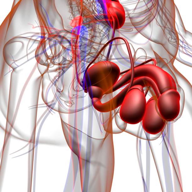 istock Male Reproductive System Anatomy For Medical Concept 3D 1299877603