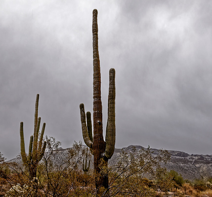 Desert Saguaro cacti covered in Snow