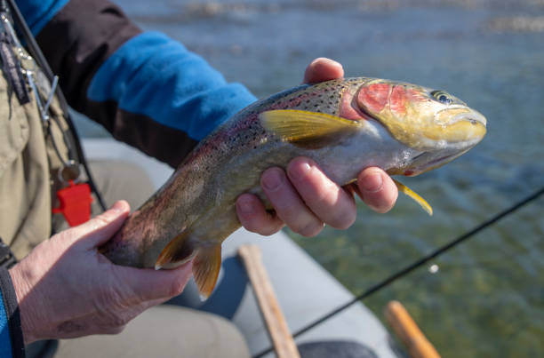 istock Rainbow trout caught by sport fishing 1299886441