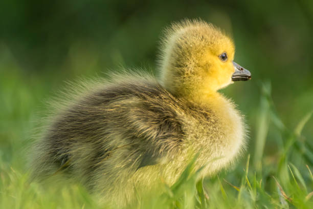 istock Fuzzy yellow Canada goose gosling takes first steps on land 1299886444