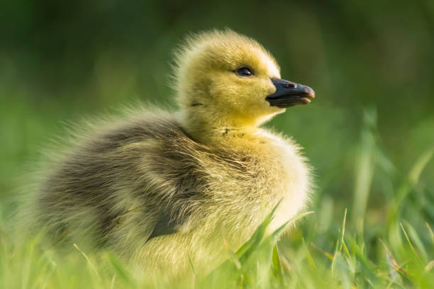 istock Fuzzy yellow Canada goose gosling takes first steps on land 1299886445