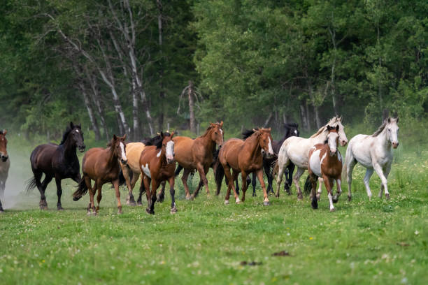 istock Horse Roundup Montana 1299887100
