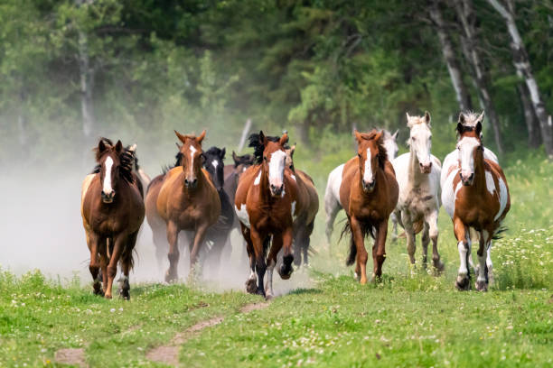 istock Horse Roundup Montana 1299887129