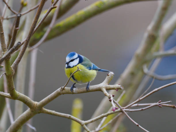 istock close up of a blue tit sitting on a branch 1299889862
