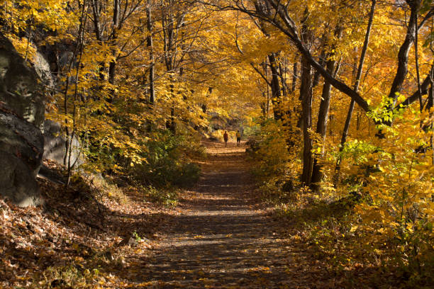 Vibrant colored hiking trail at breakneck ridge in autumn