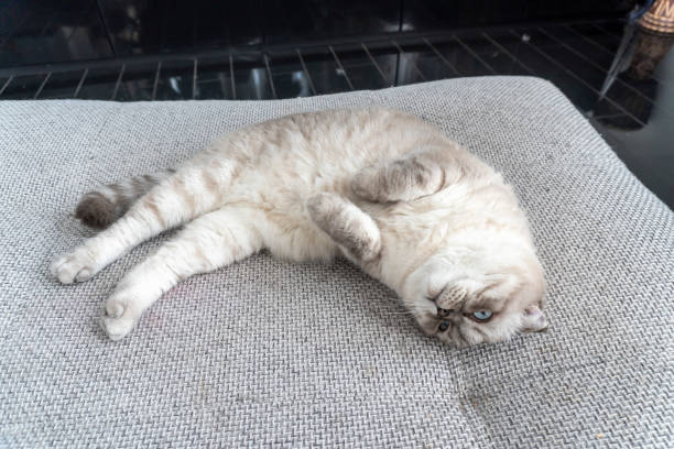 istock Photo Scottish cat, scottish-fold, white with blue eyes 1299893732