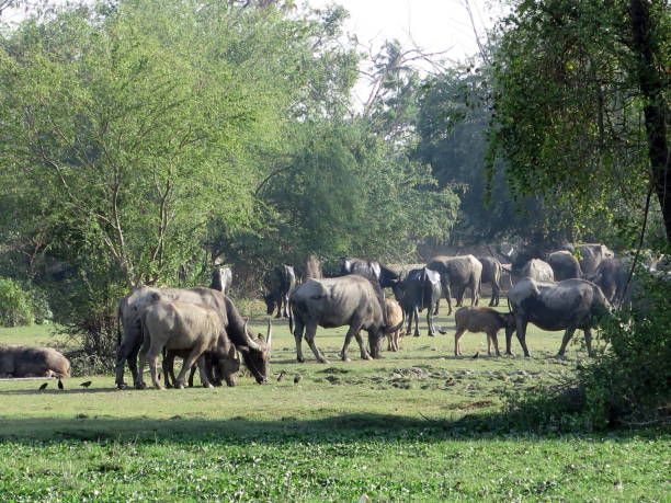 istock Buffalo farming industry In rural Thailand 1299895583