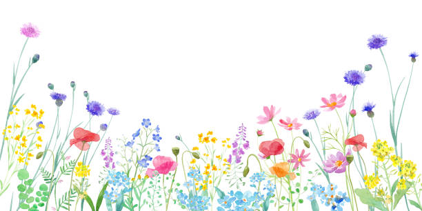 eine aquarell-illustration eines frühlingsfeldes, wo verschiedene blumen in voller blüte sind. rahmendesign. banner-hintergrund. - wildflower stock-grafiken, -clipart, -cartoons und -symbole