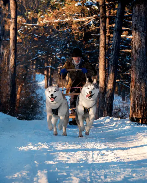 Two husky dogs are pulling a sled with an old musher on the snowy road. Happy grey colored Siberian huskies are running in the forest. There are a lot of trees and snow around them.