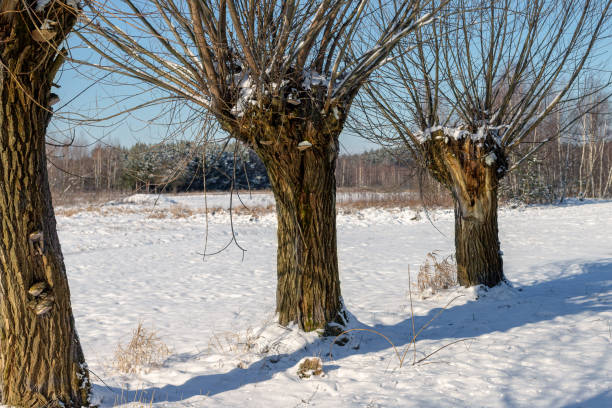 Picturesque snowy pollarded willows on a meadow with snow and ice in winter, Germany