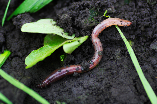 Earthworm in damp soil. The earthworm came out in the spring to the surface of the soil.