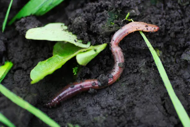 Earthworm in damp soil. The earthworm came out in the spring to the surface of the soil.