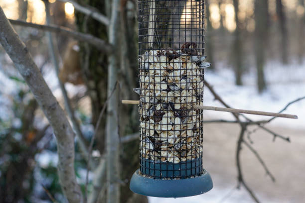 istock A bird feed station in the winter 1299898886