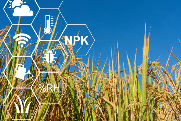 istock Farmer using computer control for management , monitoring and detect with the sensor in the rice field. 1299899543