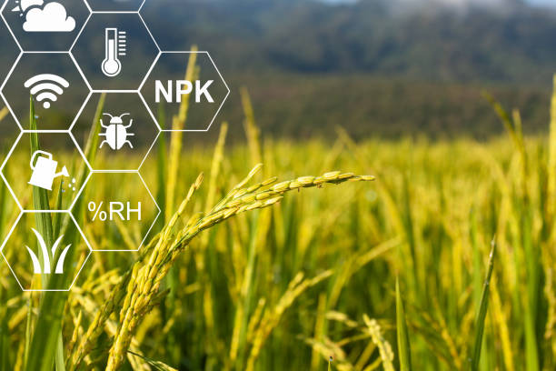 istock Farmer using computer control for management , monitoring and detect with the sensor in the rice field. 1299899643