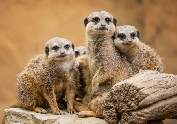 istock Group of watching surricatas outdoor 1299901896