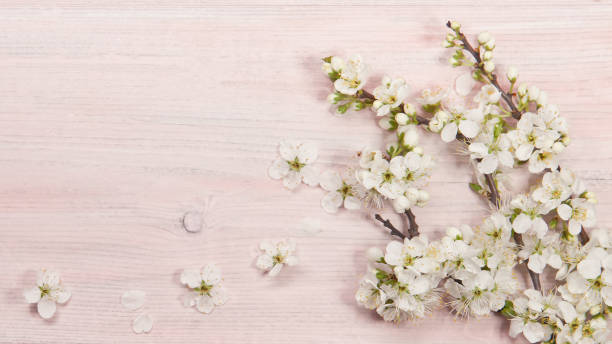 istock Plum flowers on a wooden background 1299901933