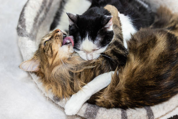 istock Two cats are lying down on a cat bed and hugging and grooming each other 1299902987