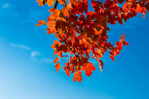 istock Autumn maple leaves. Against the blue sky and clouds. View from below. 1299904370