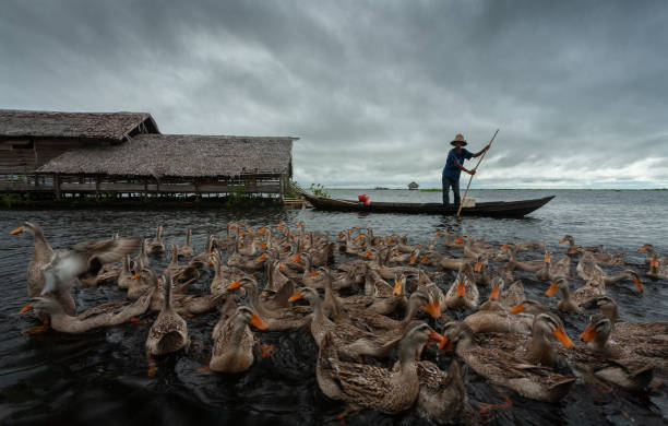 una hermosa vista de un pastor de pato que lleva un gaggle de pato en un lago usando su barco - jukung fotografías e imágenes de stock