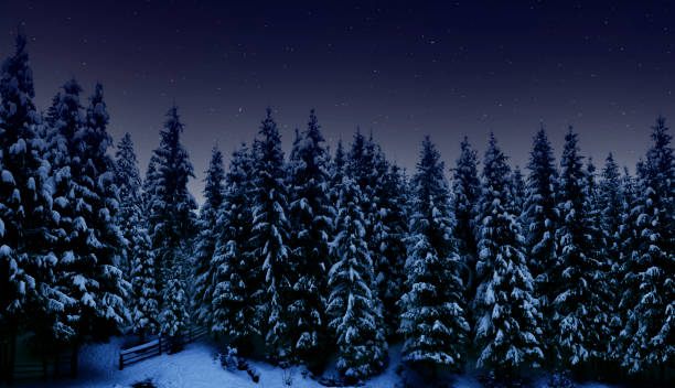 istock Night landscape, tall spruce trees covered with snow in the night forest and starry cloudless sky 1299904527