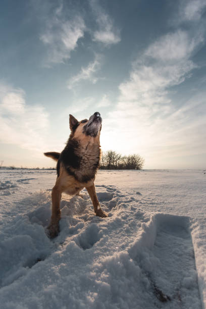 animal de estimação em um campo de neve no inverno. cachorro com uma cor brilhante na neve - working late - fotografias e filmes do acervo