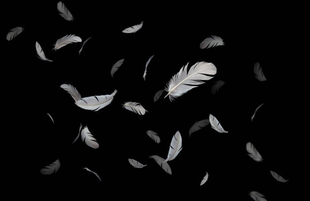 istock Abstract, Group of bird feathers floating in the dark. black backgrond. 1299905398