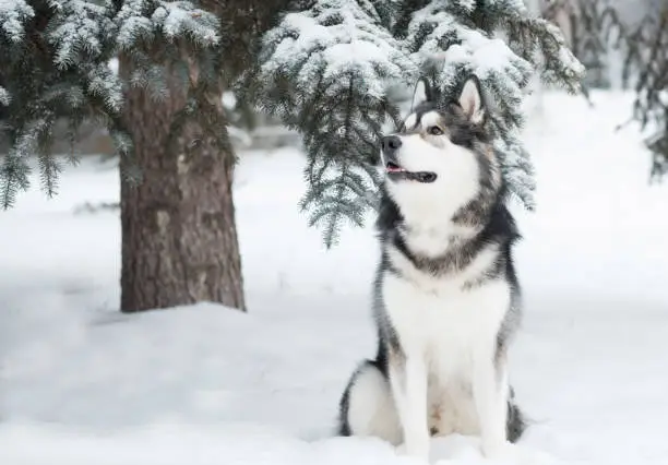 Young beautiful alaskan malamute dog sitting in snow. winter forest. High quality photo
