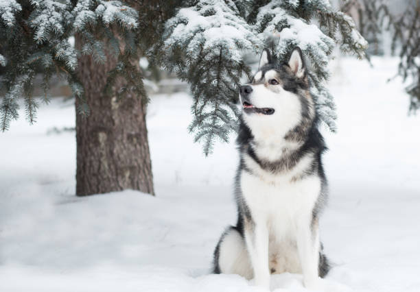 молодая красивая аляскинская маламутная собака сидит в снегу. зимний лес. - культура аляски стоковые фото и изображения